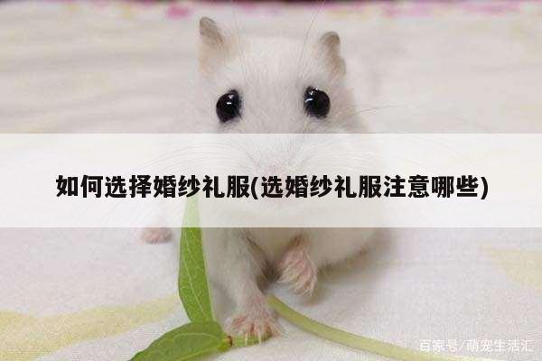 如何选择婚纱礼服(选婚纱礼服注意哪些)