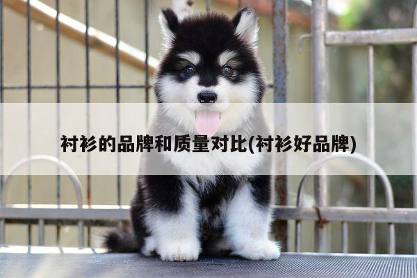 衬衫的品牌和质量对比(衬衫好品牌)