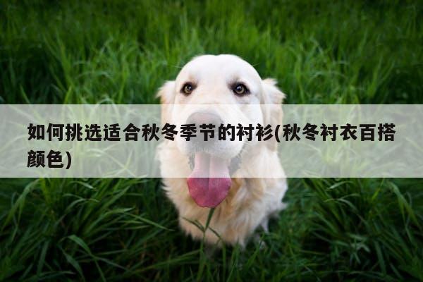 如何挑选适合秋冬季节的衬衫(秋冬衬衣百搭颜色)