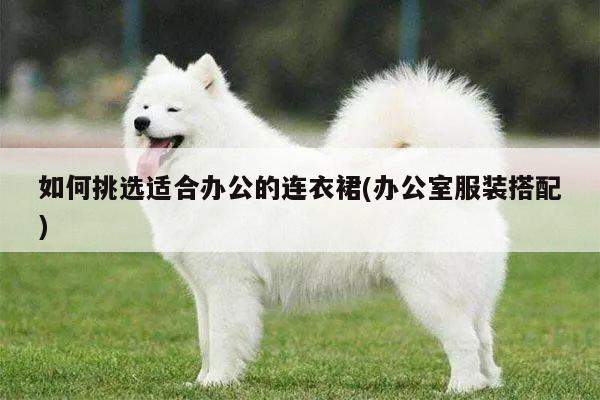 如何挑选适合办公的连衣裙(办公室服装搭配)