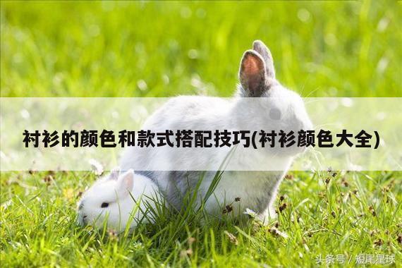 衬衫的颜色和款式搭配技巧(衬衫颜色大全)