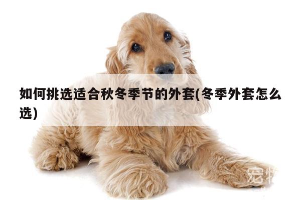 如何挑选适合秋冬季节的外套(冬季外套怎么选)