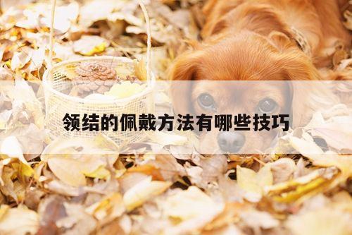 领结的佩戴方法有哪些技巧