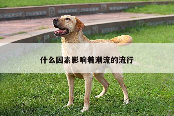 什么因素影响着潮流的流行